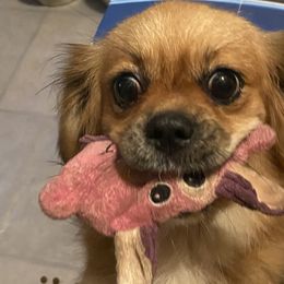 Jessie - Lhasa Apso