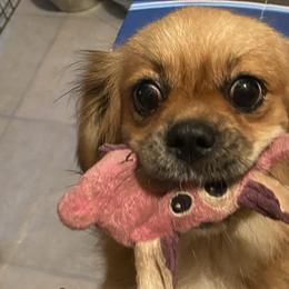 Jessie - Lhasa Apso