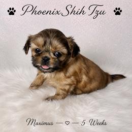 Maximus - Gold male Shih Tzu puppy in Hayden, Idaho from Phoenix Shih Tzu