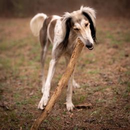 Saluki All Grown Up from Hayat Salukis