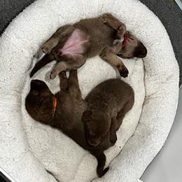 Blue collar - Brown male Chesapeake Bay Retriever puppy in Pisgah Forest, North Carolina from Whiskey Creek Chesapeakes