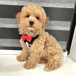 Buddy Bear - Apricot male Maltipoo puppy in Spring, Texas from GlamPaw Maltipoos