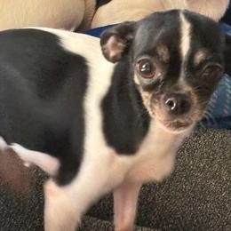 Lucy - Chihuahua