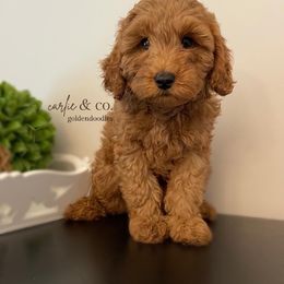 Goldendoodle Puppies from Carlie and Co. Goldendoodles