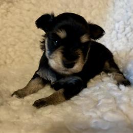 Girl 1 - Black and silver female Miniature Schnauzer puppy in Beaumont, Texas from Hannalori’s Lil Schnauzer Cuties