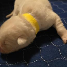 Yellow boy - White male Siberian Husky puppy in Quincy, Illinois from Boden Breeding