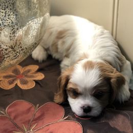 Cavalier King Charles Spaniels from King Cavaliers