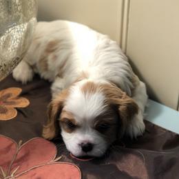 Cavalier King Charles Spaniels from King Cavaliers