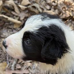 Nigella - Black and white female Border Collie puppy in Paris, Texas from Broadmoor Farm