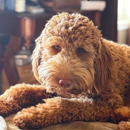 Fern - Goldendoodle