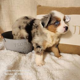 Hershey - Blue merle male Miniature Australian Shepherd puppy in Logansport, Indiana from Sandy Hill Farm Aussies, LLC