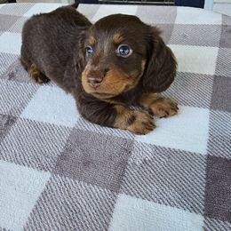 Heart - Chocolate and tan female Dachshund puppy in Sarasota County, Florida from Donna's Mini Joys