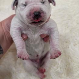 Birch (Brown Collar Boy) - White and black male Dalmatian puppy in Centereach, New York from LINY Dalmatians