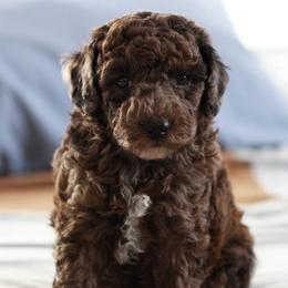 Hershey - Brown male Poodle puppy in Springtown, Texas from North Texas Puppies