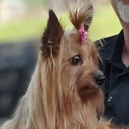 Ellie - Yorkshire Terrier