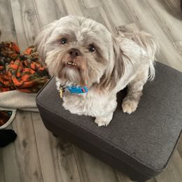 Henry - Shih Tzu