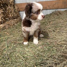 Miniature Australian Shepherd Puppies from Mid-Plains Mini Aussies