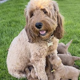 Maizie - Goldendoodle