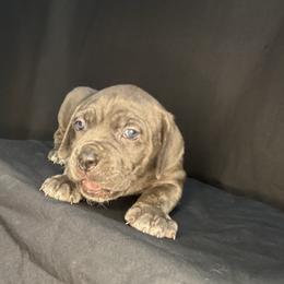 Cane Corso Puppies from Brandy’s Corso’s
