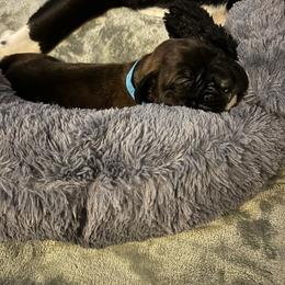 Boy blue collar - Brindle male Boxer puppy in Fall River, Massachusetts from DaCosta’s Boxers
