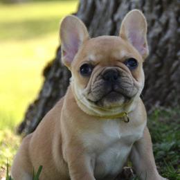 Coral - French Bulldog