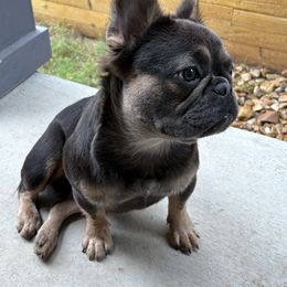 Heidi - Tricolors female French Bulldog puppy in New Braunfels, Texas from Grand Star Bulldogs