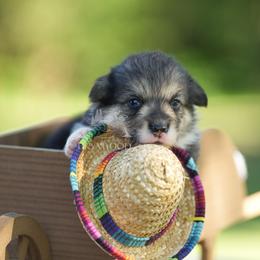Black Collar - Black and tan male Pembroke Welsh Corgi puppy in Terrell, Texas from Brynwood Pembroke Welsh Corgis