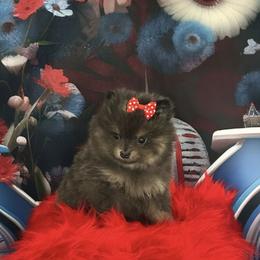 Lanie - Blue and tan female Pomeranian puppy in Lyons, Georgia from Its a Poms Life Kennel