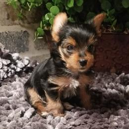 Star - Black and gold female Yorkshire Terrier puppy in Hot Springs, Arkansas from Kimberly's Lovable Littles