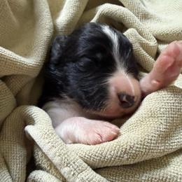 Sabbath - Black and white male Border Collie puppy in Barnstead, New Hampshire from ☘️ Clover Leaf’s Border Collies