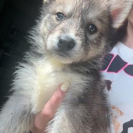 Cho Chang - Agouti and white female Siberian Husky puppy in Jasper, Alabama from Sophia's Siberian Huskies