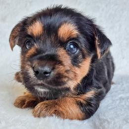 Pongo - Black and tan male Yorkshire Terrier puppy in Blacksburg, South Carolina from Hess Pooches LLC