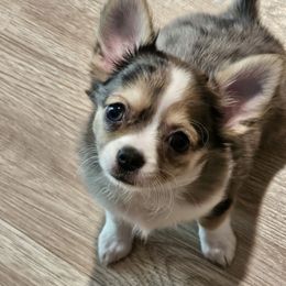 Pauline - Merle female Chihuahua puppy in Meridian, Oklahoma from Crazy Love Kennels