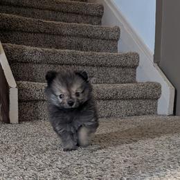 German Spitz Puppies from Legacy Kennels Michigan