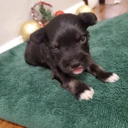 Dobbie - Black male Miniature Schnauzer puppy in Sandy, Utah from Phantom League Schnauzers