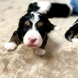 Bernedoodle and Cavapoo Puppies from Sugar Doodles Pups
