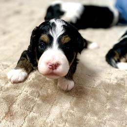 Bernedoodle and Cavapoo Puppies from Sugar Doodles Pups