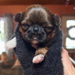 Tinkerbell - Red and white female Shih Tzu puppy in Nekoosa, Wisconsin from Brox Acres House of Fur LLC