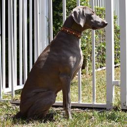 Vee - Silver gray female Weimaraner puppy in Alexandria, Virginia from Silvr Galaxy Weimaraners