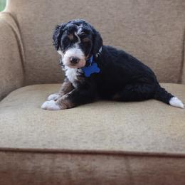 Dark Blue collar male - Tri-color male Bernedoodle puppy in Scottsboro, Alabama from Dixie Land Doodles