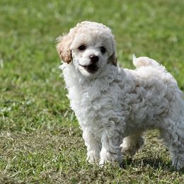 Miniature Australian Shepherd, Poodle, and Toy Australian Shepherd Puppies from Donna’s Aussies & Pink Heart Poodles