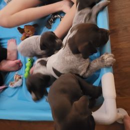 German Shorthaired Pointer Puppies from Stoney Fork German Shorthaired Pointers