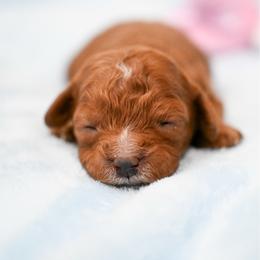 Faline - Red female Cavapoo puppy in Shelley, Idaho from Grace's Puppies