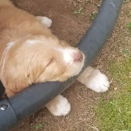 Bordoodle Puppies from Alabama Top Doodles