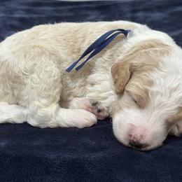 Goldendoodle Puppies from Unike Puppies