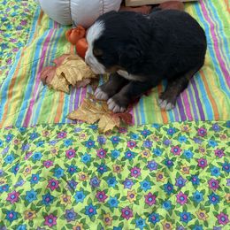 Toby - Black rust and white male Bernese Mountain Dog puppy in Falls Mills, Virginia from Buck’s Bernese