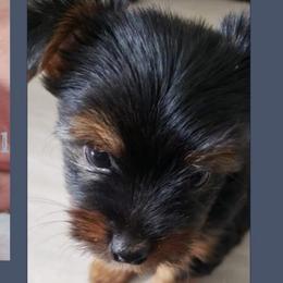 Girl 2 - Black and tan female Yorkshire Terrier puppy in Columbia, Tennessee from Middle Tennessee Teacup Yorkie puppies