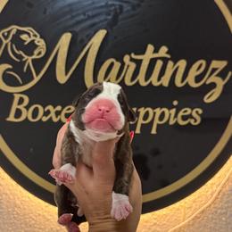 Girl 3 - Brindle female Boxer puppy in Orlando, Florida from Martinez AKC Boxers of Central Florida