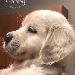 Golden Retriever Puppies from Catalina Goldens European Pedigree Companions®