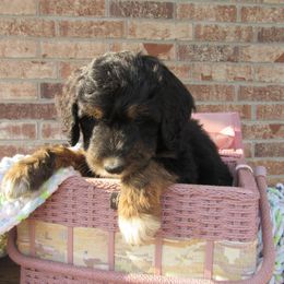 Aussiedoodle, Australian Shepherd, and Poodle Puppies from Kay Kay's Pupper Patch